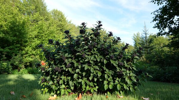 Top 5 raisons d'intégrer le sureau du Canada dans votre jardin